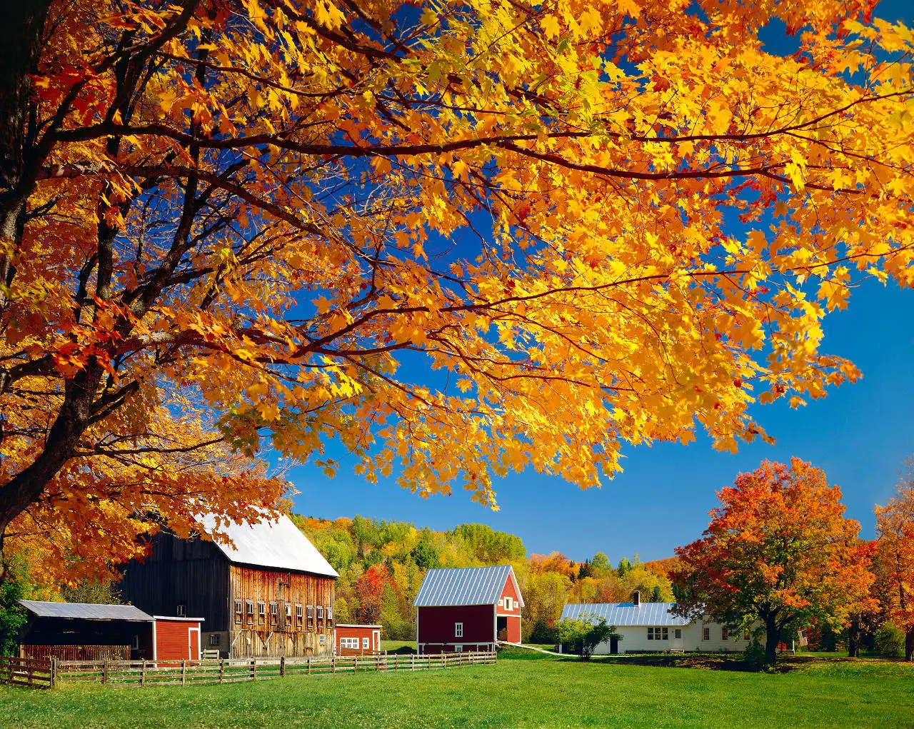A farm scene in autumn showing a house and barns in a large field