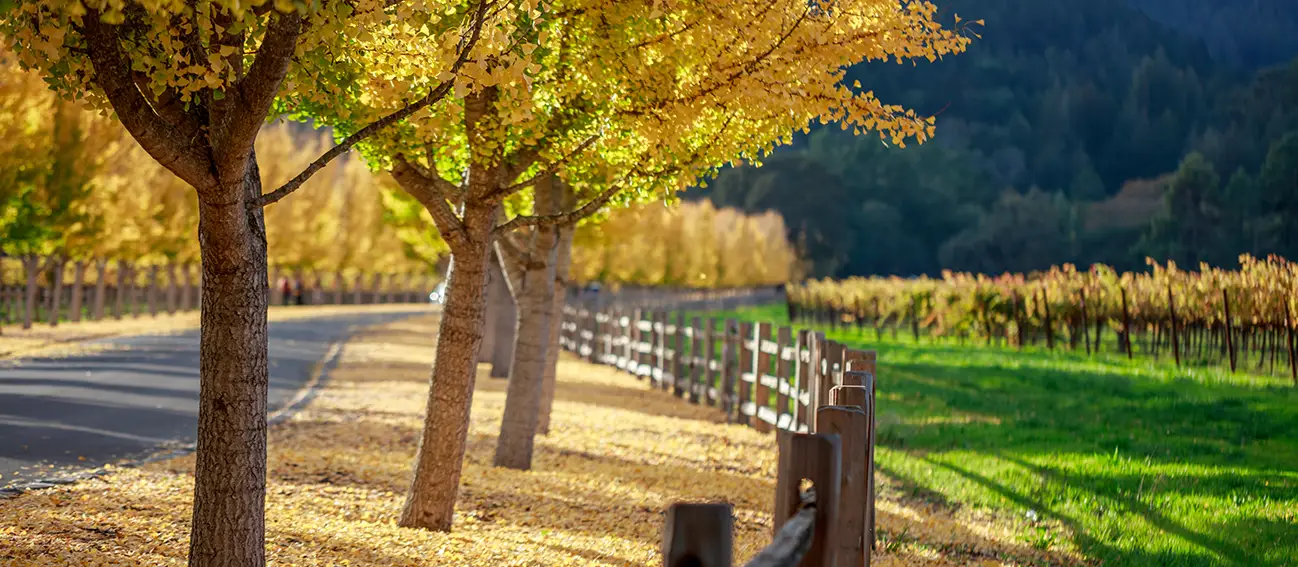 A country landscape of a road and some trees by a fenced field